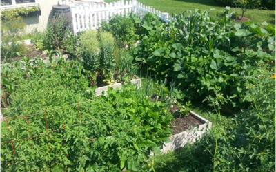 Vegetable Garden